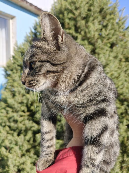 Ищем семью для котика охотника