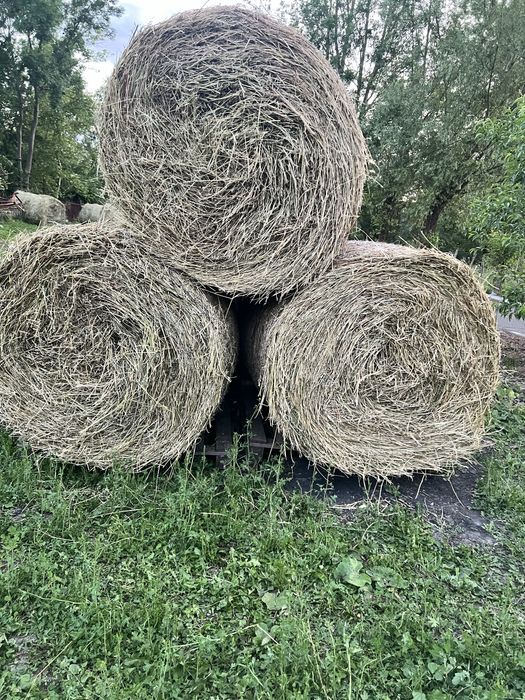 Baloți lucernă.