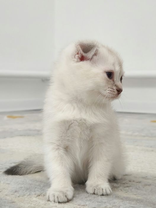 котёнок мальчик вислоухий