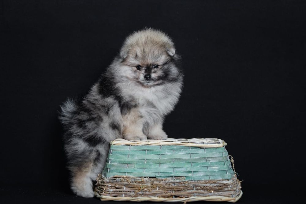 Щенки разных возрастов и окрасов