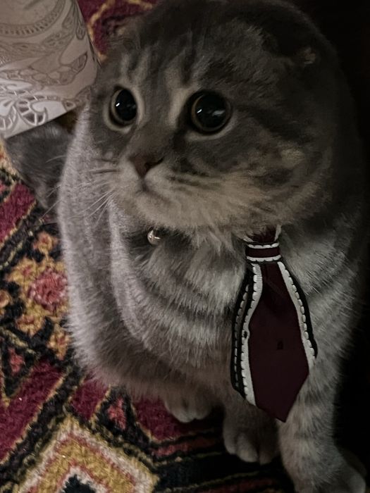 Кот скоти шфолт продается