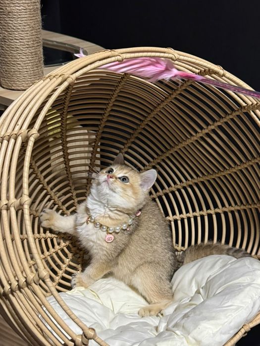 Золотая шиншилла шоу класса