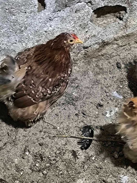 кокошки мини кохини