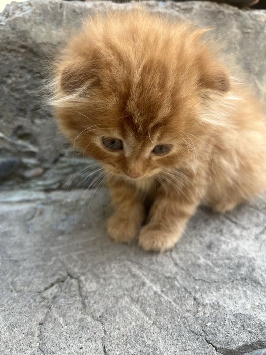 Продаются вислоухие котята