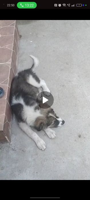 Adopție metis Ciobanesc cățelușa 2 luni Urgent