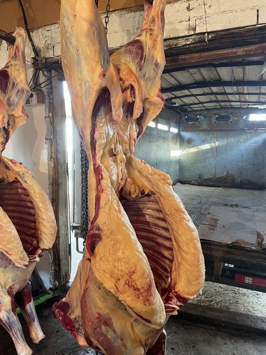 Семіз Байтал сатылады