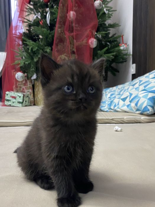 Британская кошка