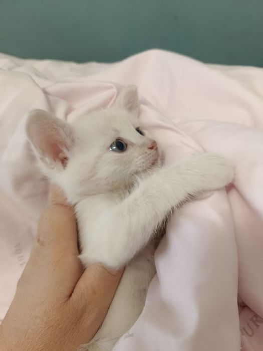 Отдам даром котенка