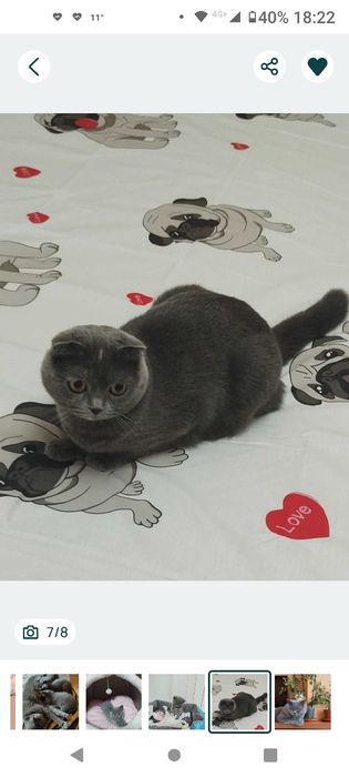 Британска принцеса