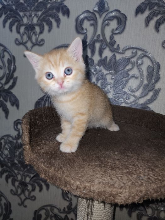 Scottish shinshila va  strayt, 1 yarim oylik sotiladi