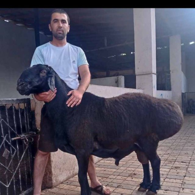 Qoylar sotiladi hayit ayyomiga