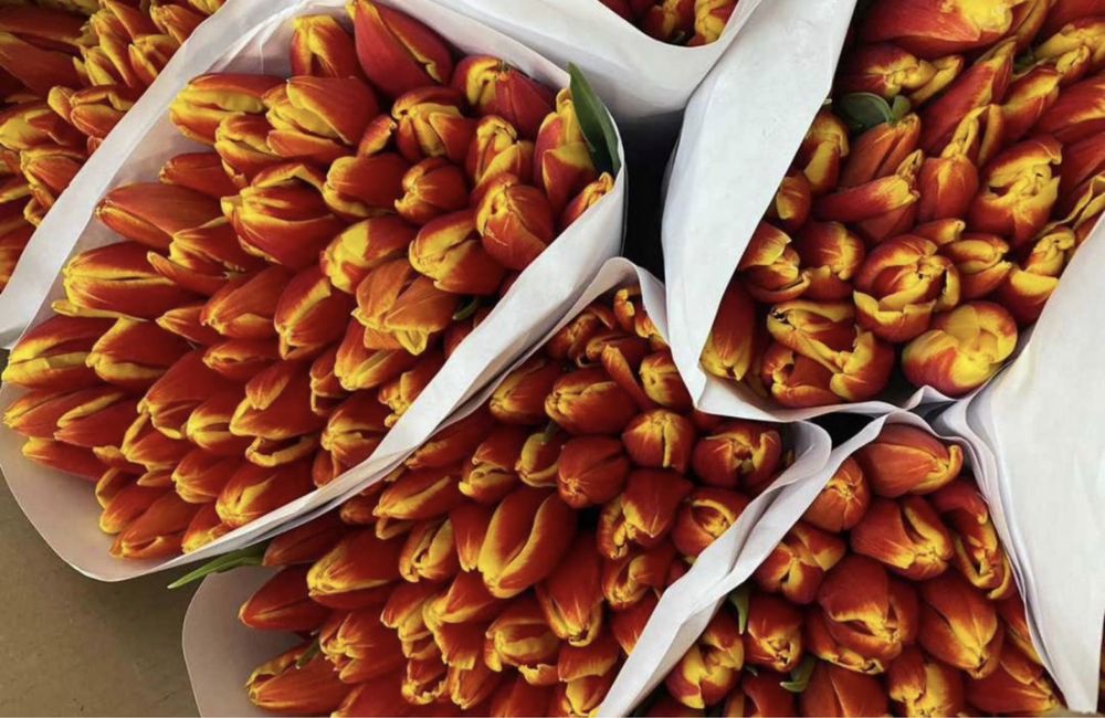 Тюльпан оптом Белорусский