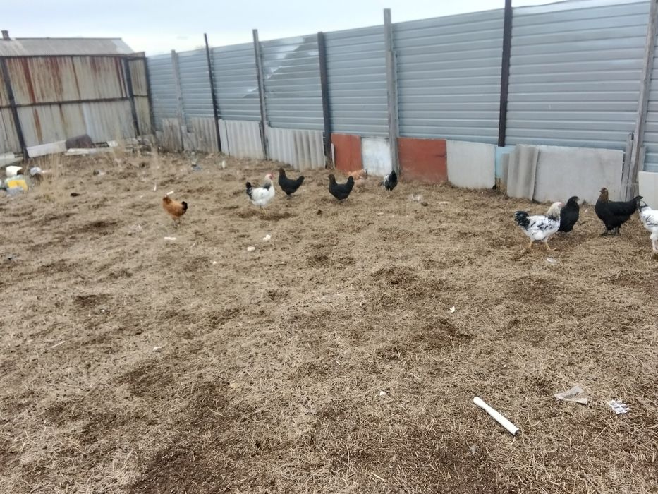 Продам петушков этого года