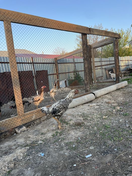 Продаеться дакан