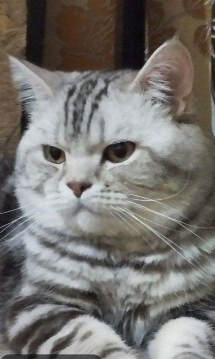 Вязка. Насл олиш