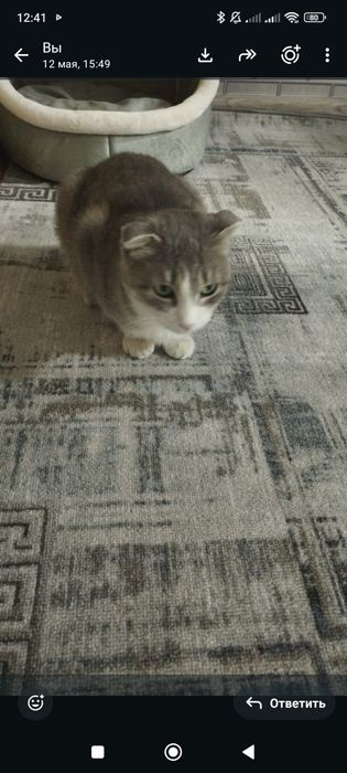Продается кошка веслоухая