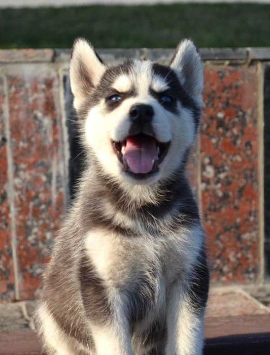 Husky Siberian de vanzare,un companion excelent pt familii active