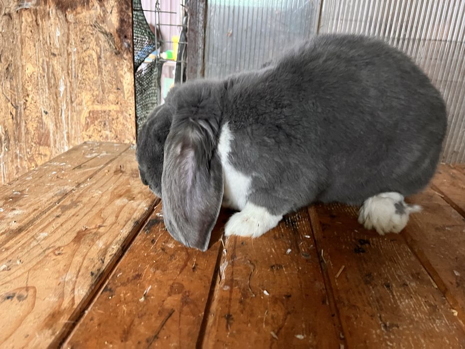 Mascul Berbec German