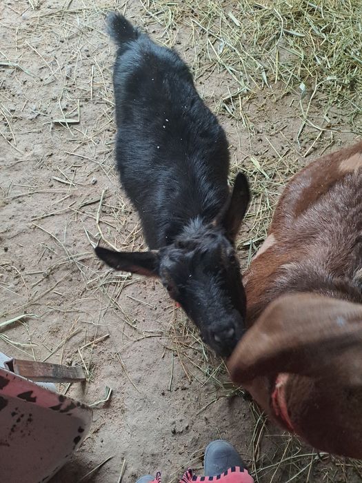 Альпи шыбыш сатылады