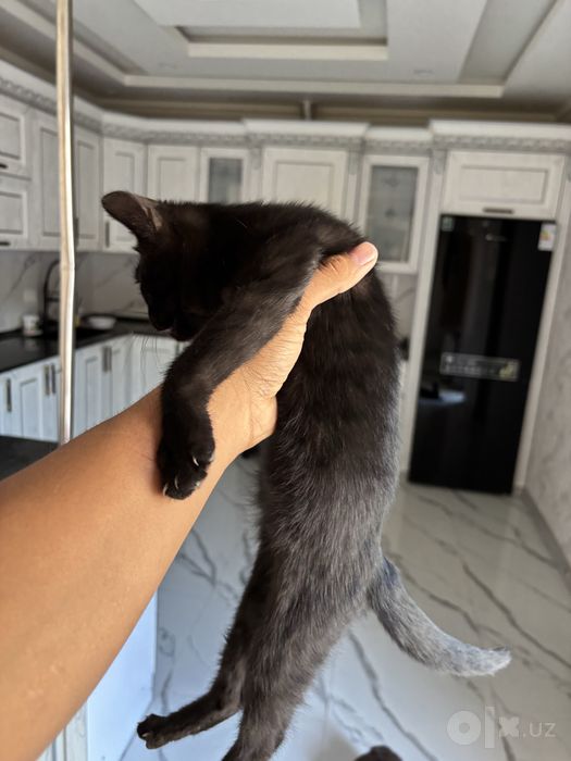 2 oyli mushukcha shrincha