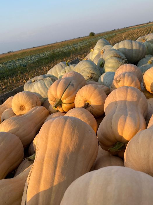 Dovleci de vanzare !