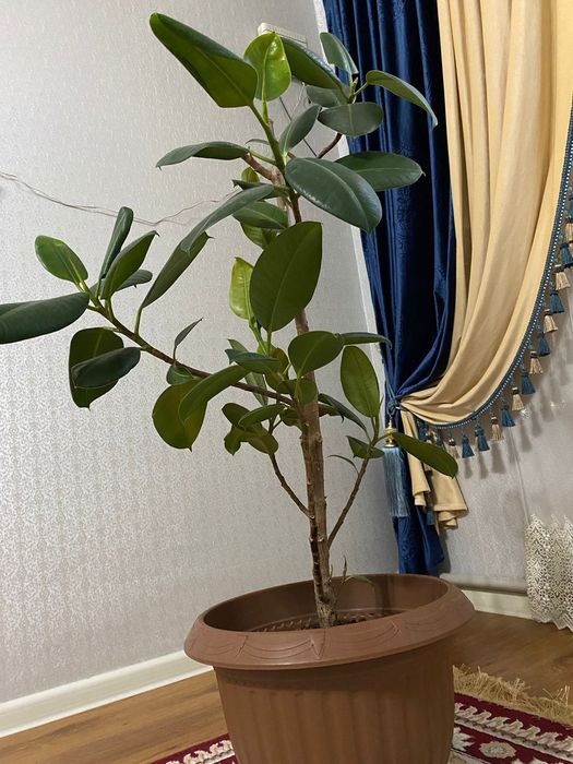 Фикус комнатные растения