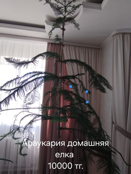 Комнатные растения