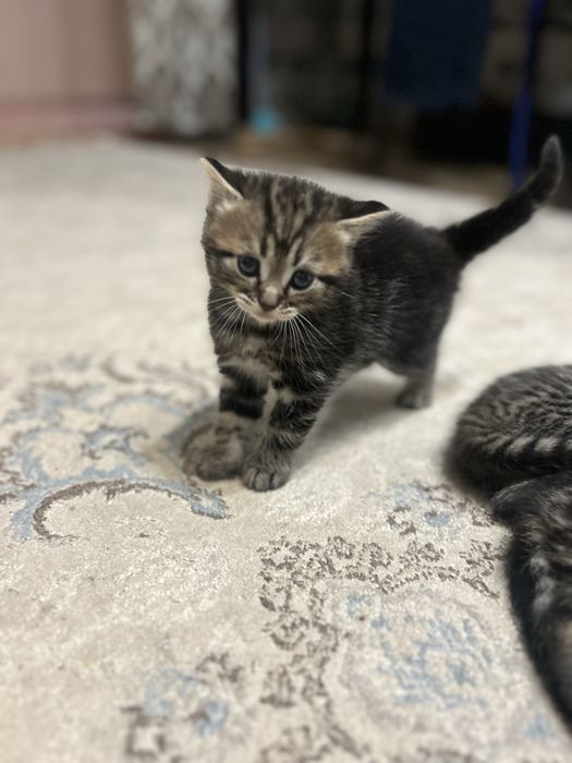 Котята скотиш страйт