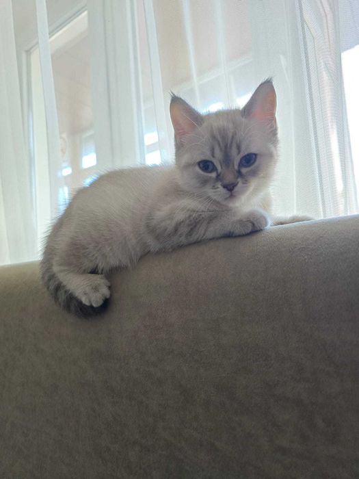 Продам Британского котенка - девочку