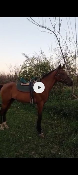 Жорга инохдец 2.4 года