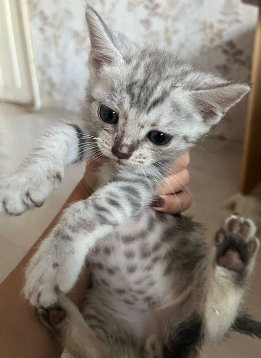 Продам  пародистых котят  шотландских