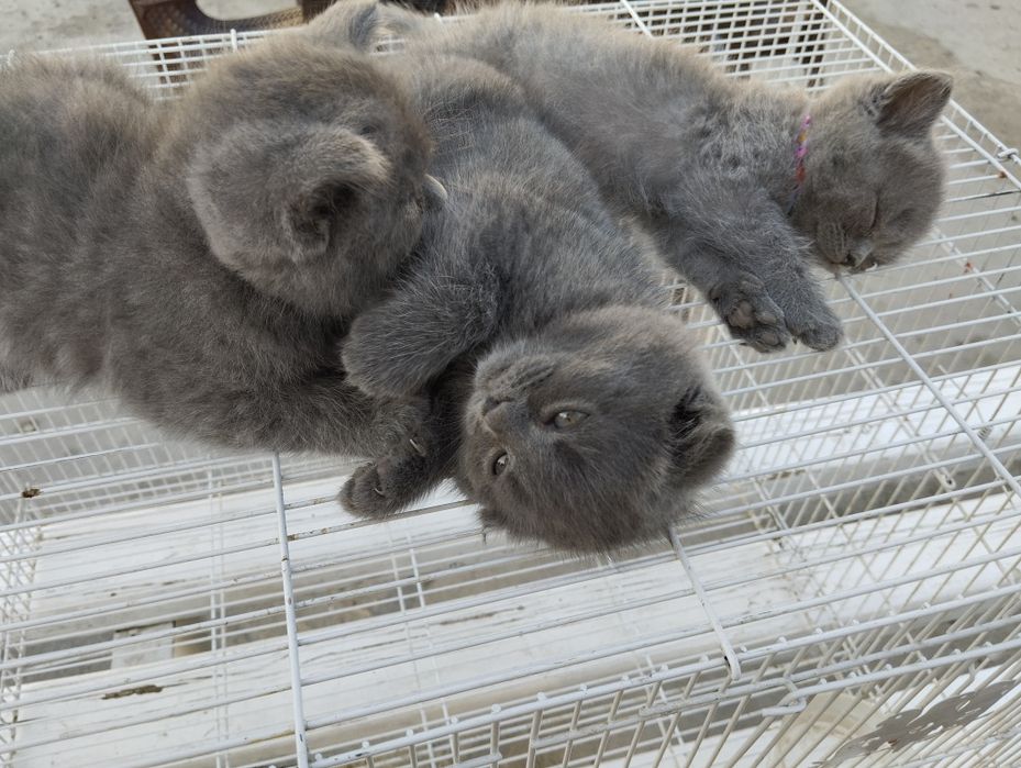 Fold va strayt mushuklar