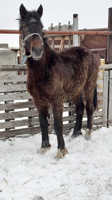 Верховой жеребчик.