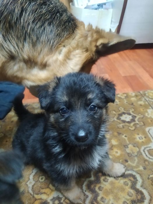 Щенки немецкой овчарки