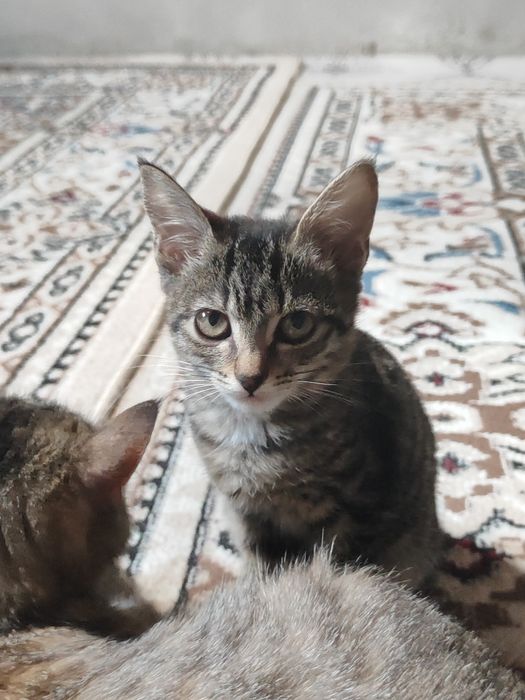 Отдам котята бауырластар 2