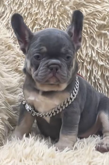 Щенок француского бульдога