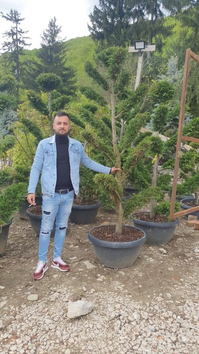 Rulouri de gazon Plante ornamentale