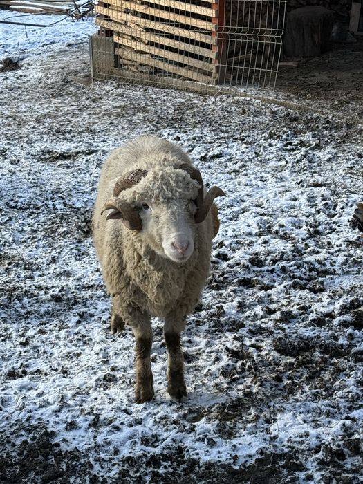 Berbec  mior pentru prasila