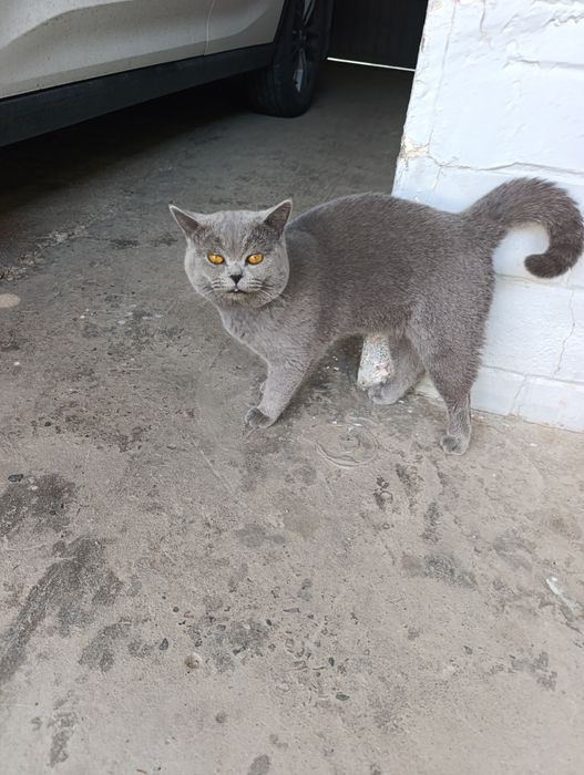 scottish fold mushuk