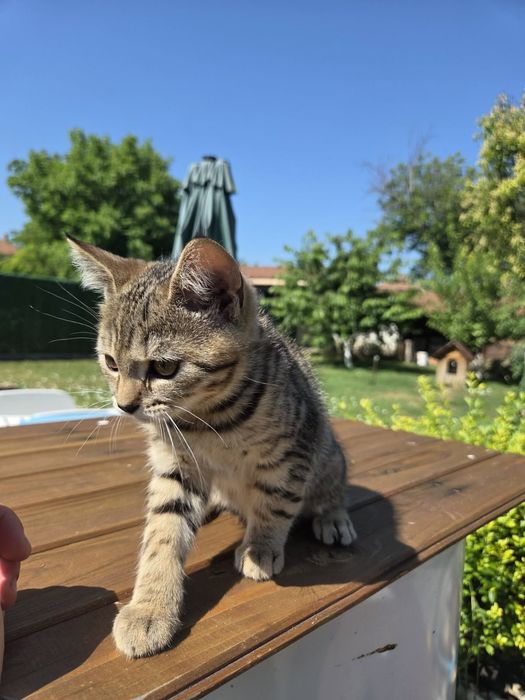 Британски котенца