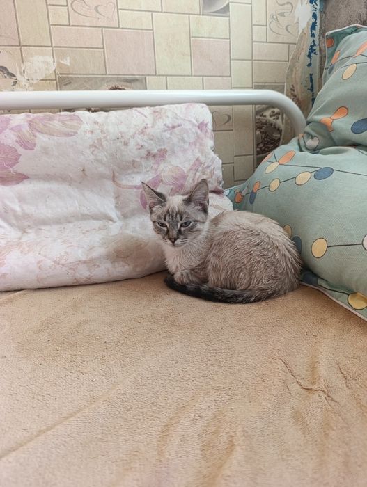 Отдам котят в добрые руки