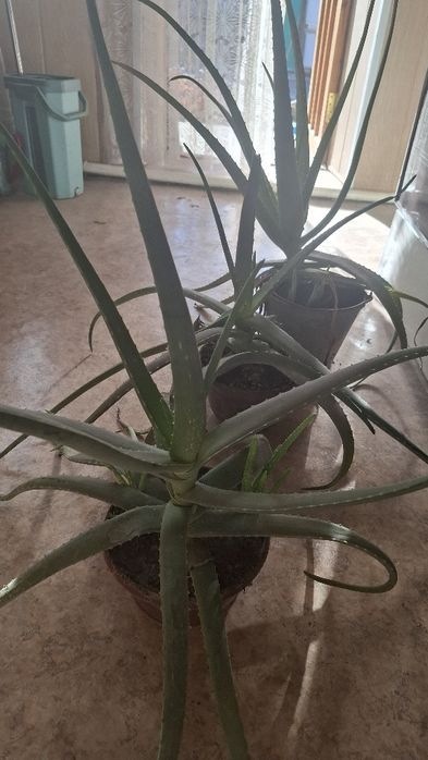 Алое. Вера.  лечебное