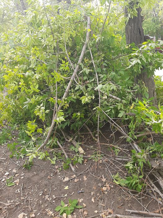 мы продаем древесину