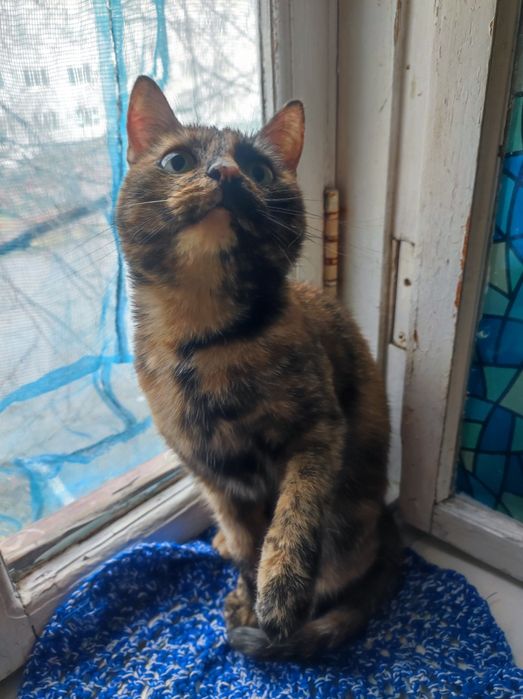 Котёнок для бабушки 5месяцев