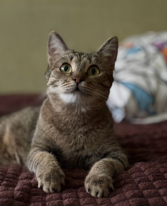 Кошка только ответственным