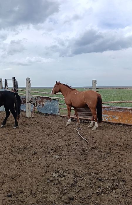 9 жасар Ат сатылады