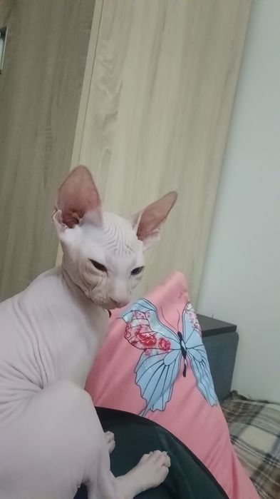 Продаем котенка Сфинса