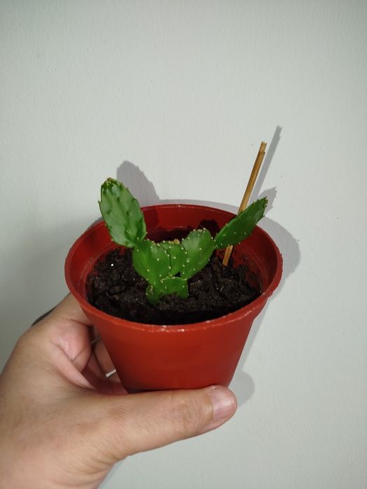 Kaktus кактус опунция