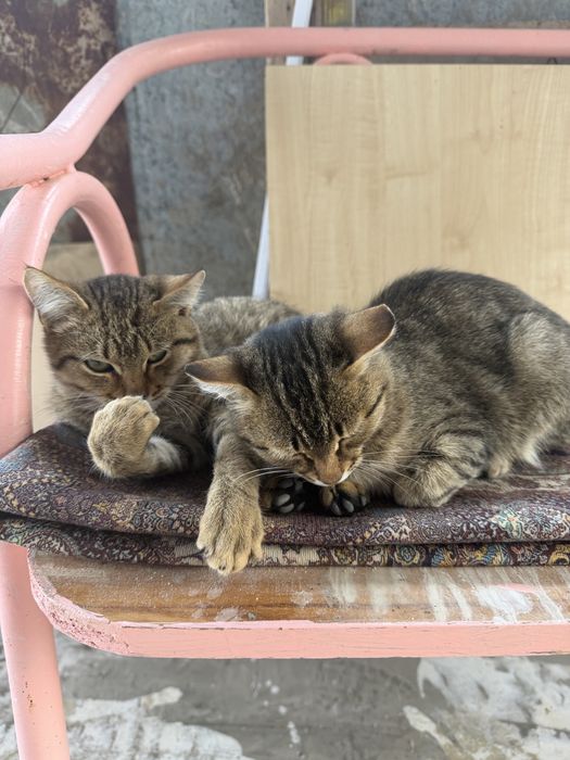 Котята мальчики игривые