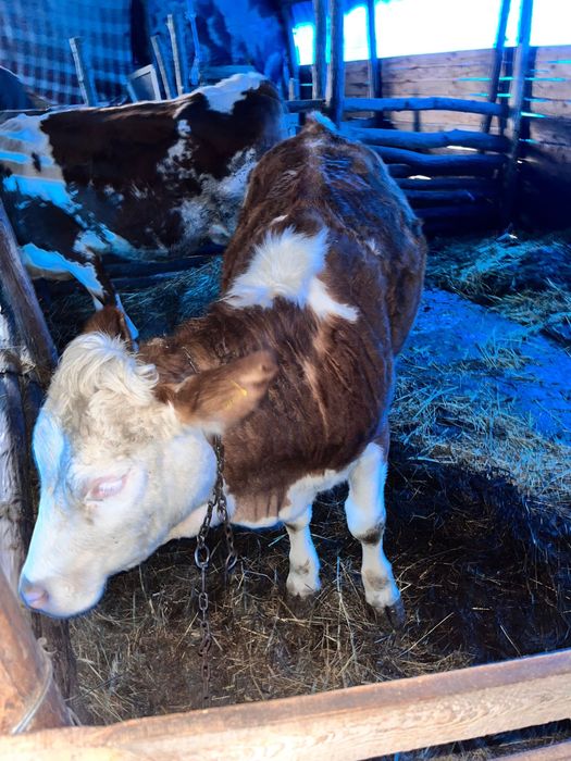 Vând juninca 1 an si o luna